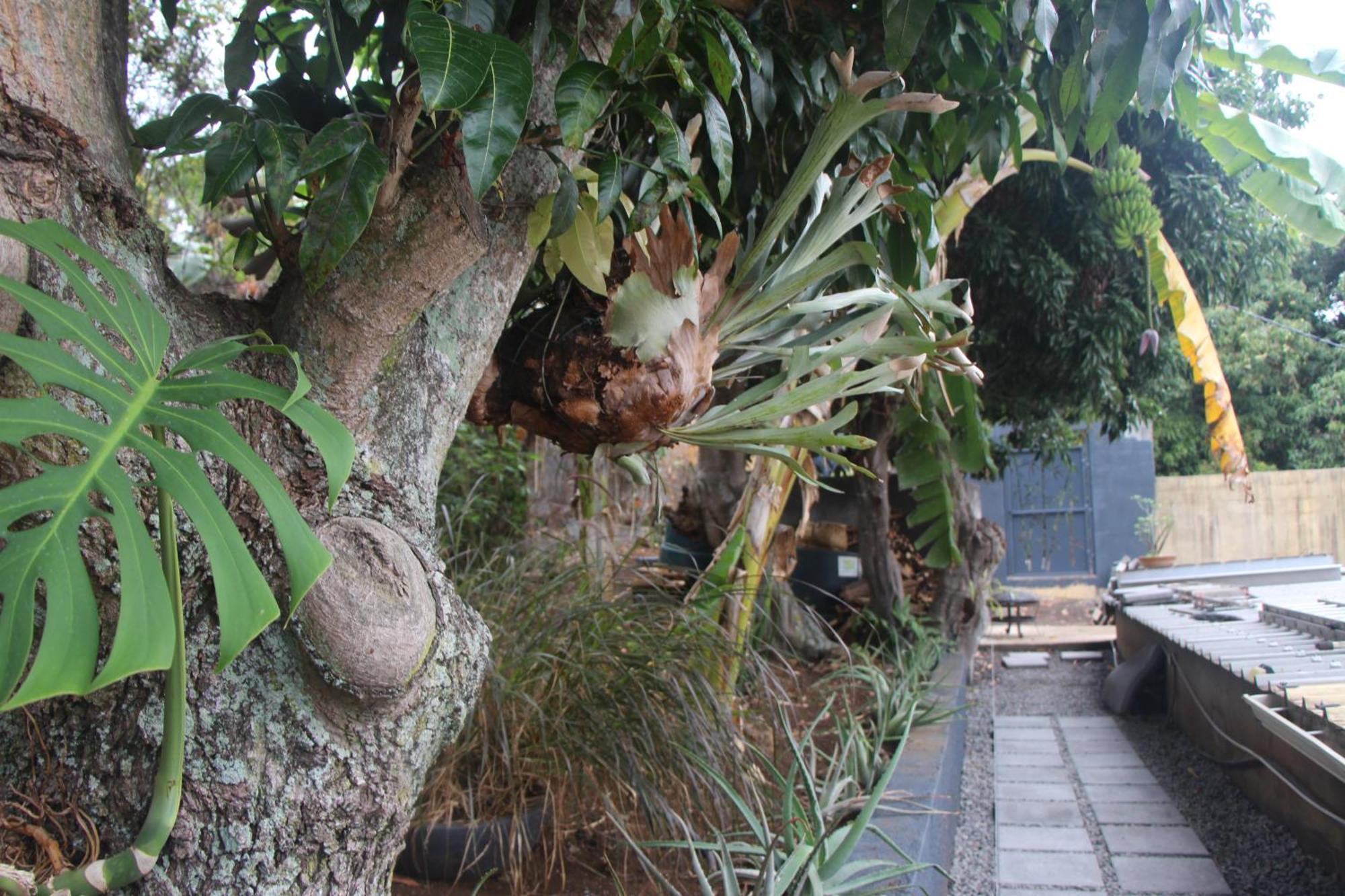 La Liane De Jade 974-Lodge Le Palissandre - Jacuzzi Privatif - Piscine Chauffee Le Bois de Nefles  外观 照片